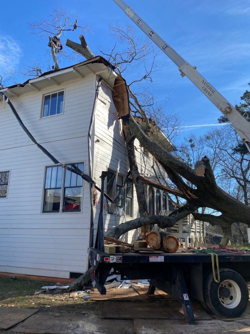  alt='James and his team are fantastic. He helped us prune 2 trees on the property in an effort to save a pine we have growing'