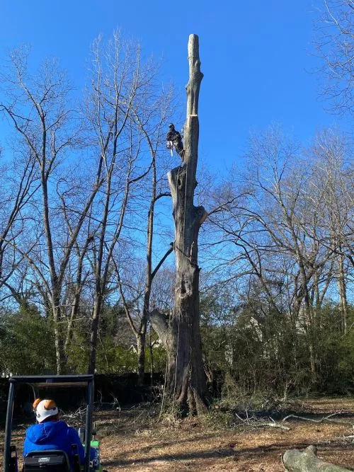 We had a great experience with James and his team. We had a hazardous tree that was becoming more precarious by the day,