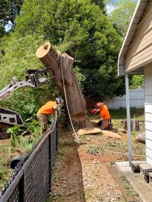 If you are in need of a tree service, I highly recommend SHERWOOD FOREST TREE SERVICE, LLC. In Athens, GA