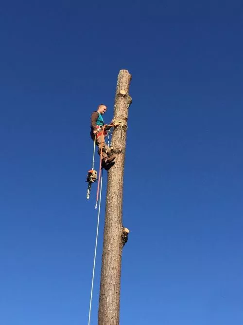 J. P. and Anthony are professional and hard working. They took down three trees and a over hanging limb of another tree