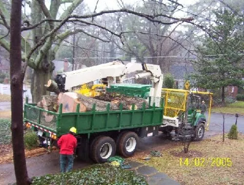 Dan, Marcelo, and the crew from Dave Tree were courteous, professional, and effective in addressing my tree removal needs