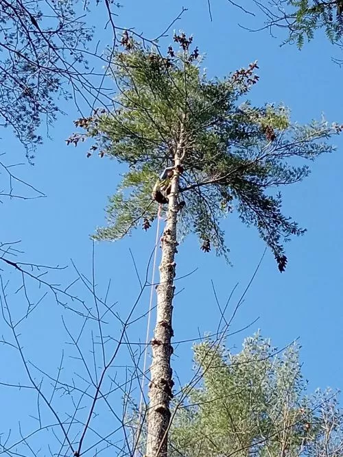 I had five large trees that had died and needed to be removed. I called Bo and he came right out and gave me a competitive