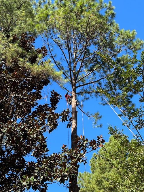  alt='HIGHLY RECOMMENDED! Needed many many very large pines removed and while the other big name tree companies couldn’t bother'