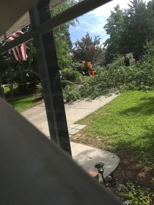 They removed a very large, dead oak tree in my backyard. Their guys showed up exactly when I was told they"d be at my home,