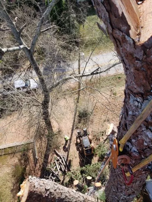 Donnie removed nearly 50 trees and stumps from our overgrown property in north Coweta county without ruining the yard