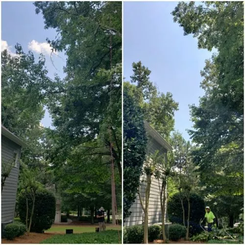 Francisco did a great job in pruning my trees in the backyard. It looks very natural and should help my grass grow under