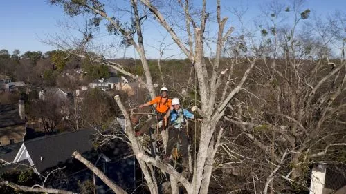 I needed help with a dying tree, they came out the same day to look at the tree