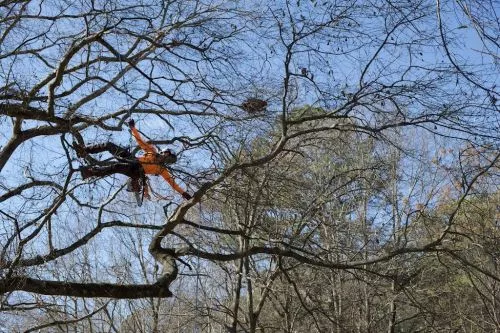 Robert did a great job removing mistletoe and lightly pruning my ancient water oak