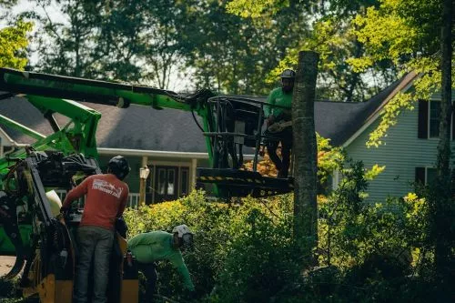 770-Tree Guy did an excellent job removing and grinding my tree stump. They arrived on time and they worked as team