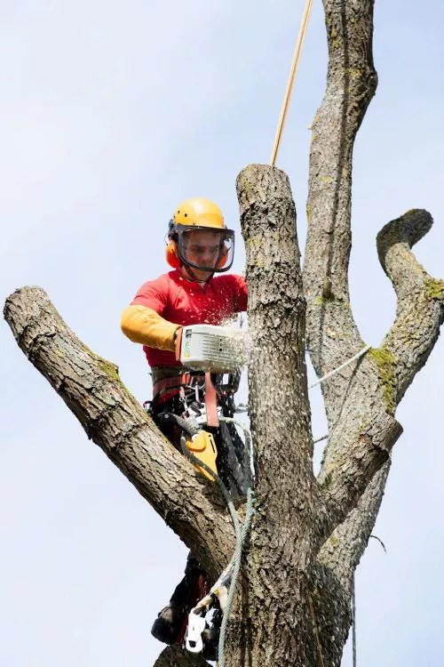 Very knowledgeable and professional! Their crew came out and carefully removed a tree that was over my house