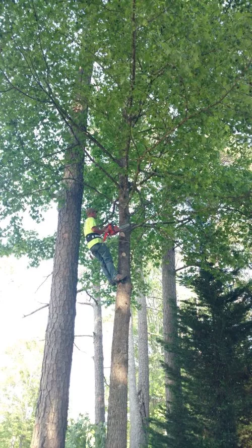 In September he cut trees for us. Gave him 350. 00 to do additional work