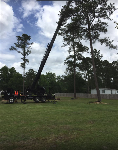  alt='This crew is absolutely amazing. They removed a tree for me today. I can’t even tell they were here!'