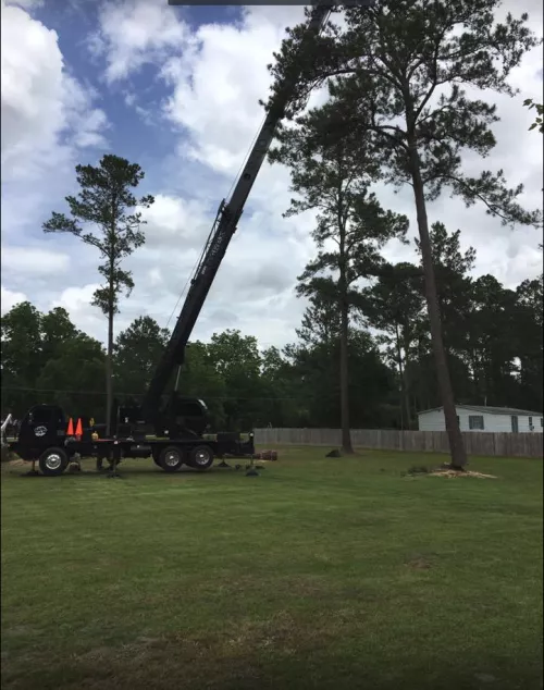 These guys know what they’re doing. I had a mixed variety of about 17 large trees (oak, pine, magnolia, cherry) within