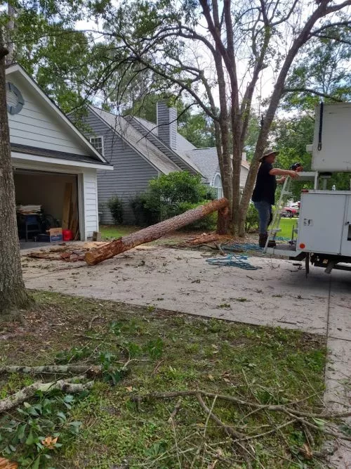 CREWS recently removed 3 trees from my property. They did a tremendous job and when they left, you"d never know they had