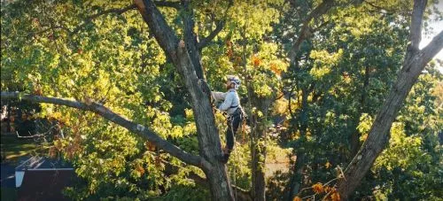 A storm caused some pretty extensive damage to a few trees on our property so we not only needed tree removal services on