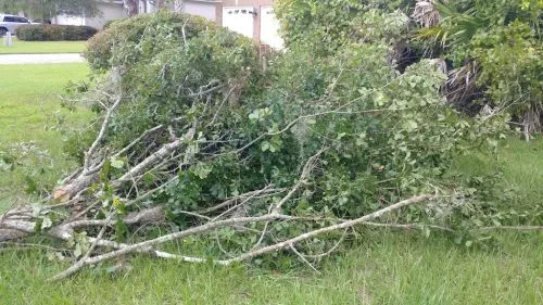 My husband called them on Friday and they came and removed the requested tree the next day