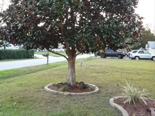 I came home to a beautiful yard with two huge trees gone from the side of my house and large branch that hung over my drive