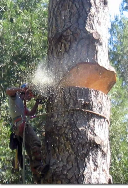 Jacob & his crew were very polite & did an AMAZING job trimming huge branches off maple & sweet gum trees that are a big