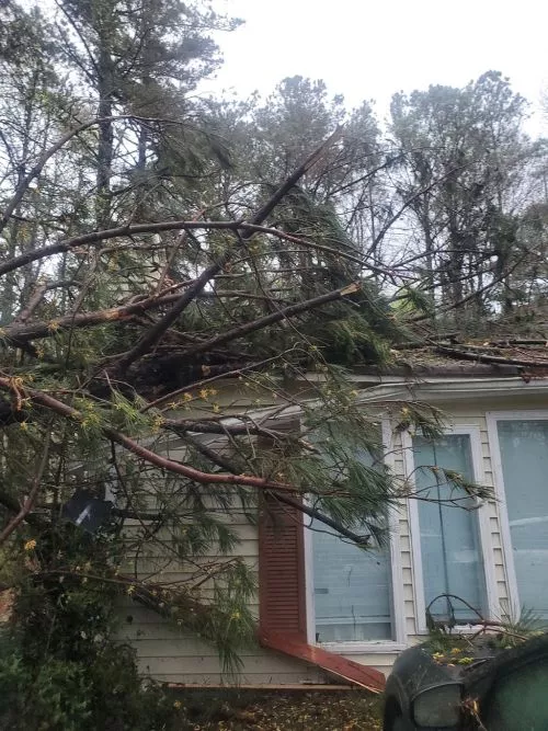 Top notch! Had several trees removed in front yard and they took every care, and used a crane, to make sure my underground