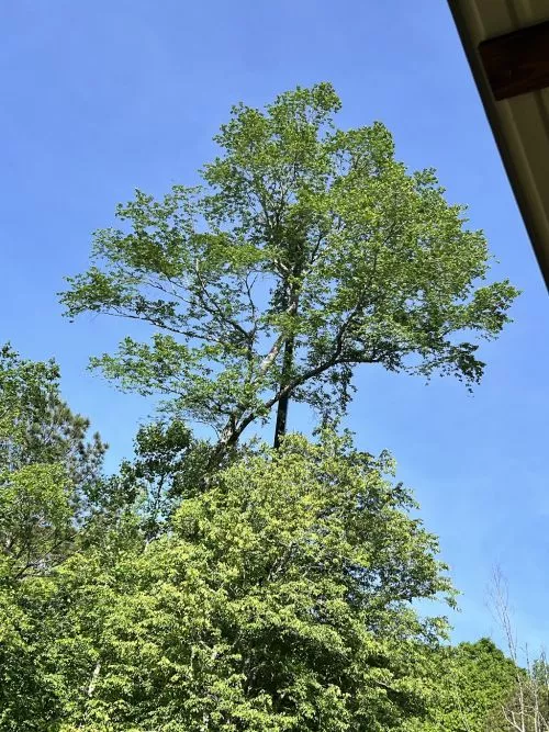 I recently worked with Lee"s Tree Service to handle what I thought were some challenging tree removals and I couldn"t be