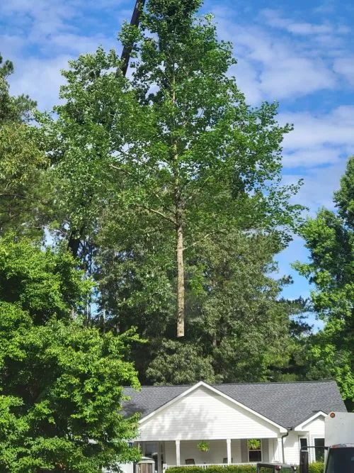 I asked for a quote on the trees in my yard and the owner (Lee) came and provided a quote and asked me if I had any other