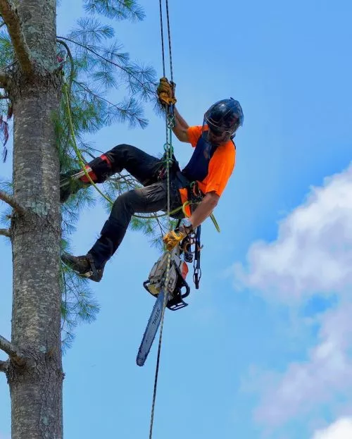 Very professional crew that removed a large dead red oak. They took great care in not damaging anything on our property