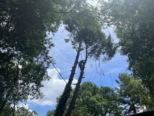  alt='I highly recommend McKay Tree Service! I had a few pines and oaks that needed to be taken down because they were leaning'