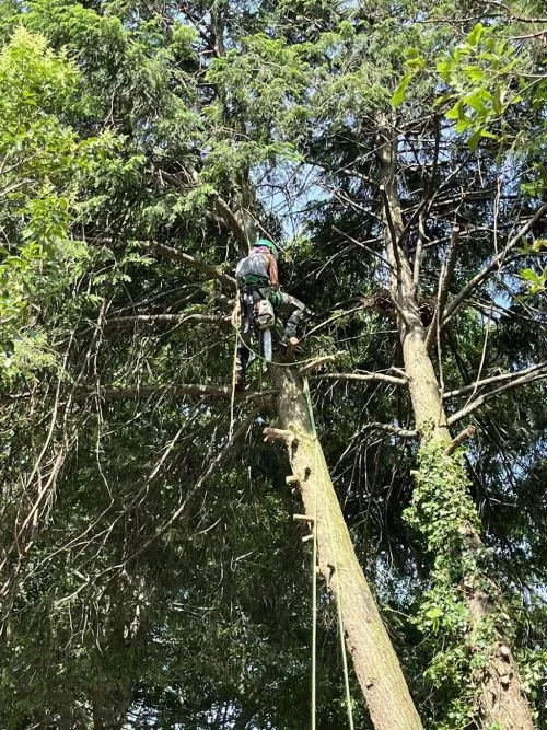McKay Tree Service, very professional, reliable was at my home on time and the day we had scheduled. Trimmed two trees I