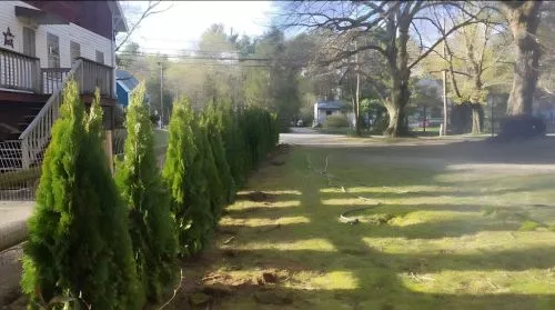 Trees are thriving with regular watering. Added supplemental soil when trees were planted