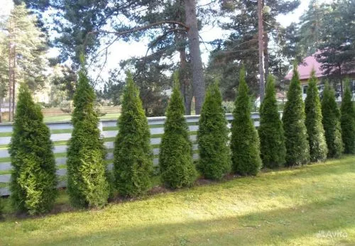 Living in PineMountain ga purchased 40 green Giants for our backyard schedule a date in time everything went smoothly