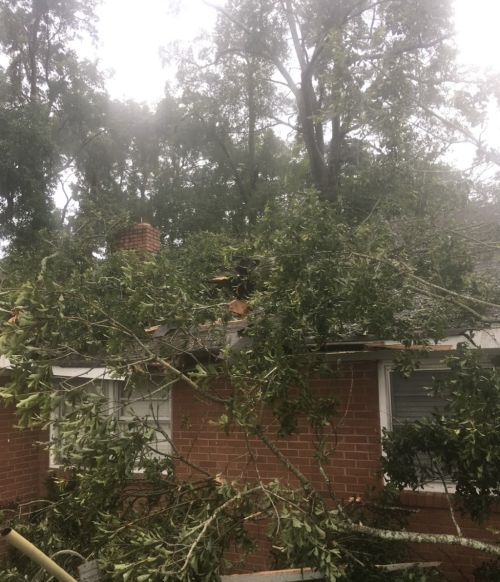  alt='Jeff and his crew took down a number of dead trees on our property and they did an efficient and excellent job dropping'