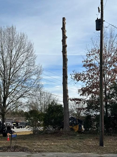 Jeff and his crew took down a number of dead trees on our property and they did an efficient and excellent job dropping