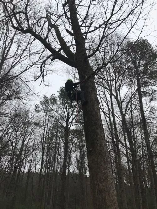 Took down two large pines next to fence with no problem. Cleaned up all debris and hauled away at reasonable price. 