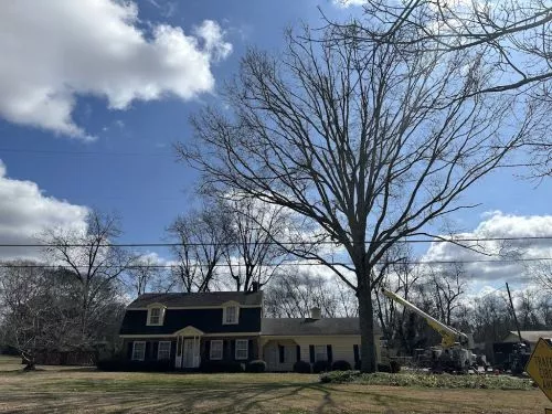 After a bad storm, Snipes removed about a hundred foot oak tree from our pool, used a crane and a handful of men a done in