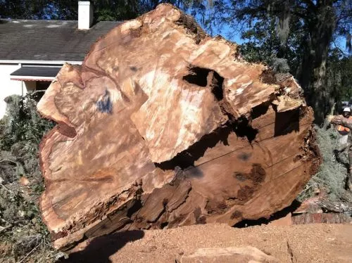 I would recommend Keith Isaac tree service to anyone. He removed 10 large pine trees in my yard, cleaned up all the mess