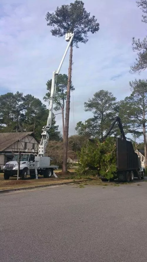 I would recommend Keith Isaac, Tree Expert to anyone. He removed 13 large pine trees in my yard, cleaned up all the mess