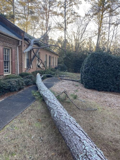  alt='Great job. Good communication and quick response. Cleaned up the area after tree was cut. '