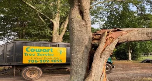 Great job. Good communication and quick response. Cleaned up the area after tree was cut. 
