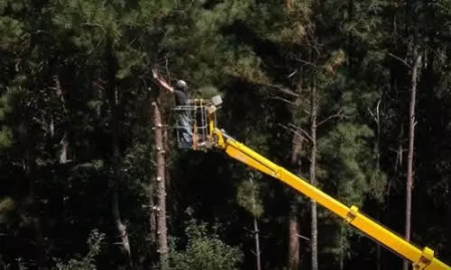 Best tree service in the Southeast !