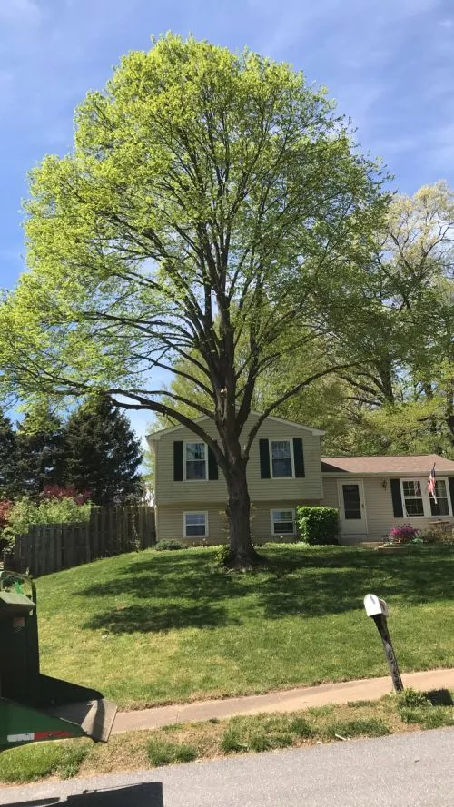 Matt and his team came out to cut some really big trees. We were just amazed at how easy they make it look