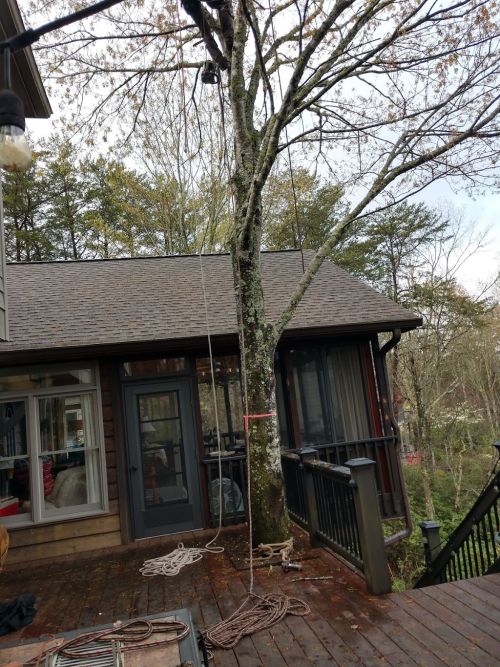  alt='I highly recommend Withrow Tree service. Kyle and his guys are local, knowledgable and trusted in the community'