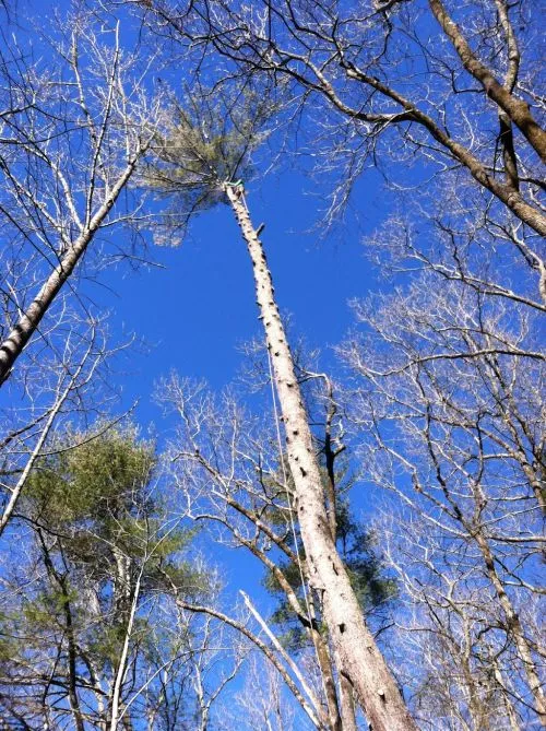 I highly recommend Withrow Tree service. Kyle and his guys are local, knowledgable and trusted in the community