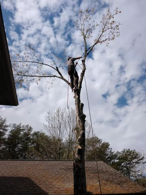 I"m not from the area but my wife and I have a vacation home in north Georgia that needed 4 trees cut down and everything