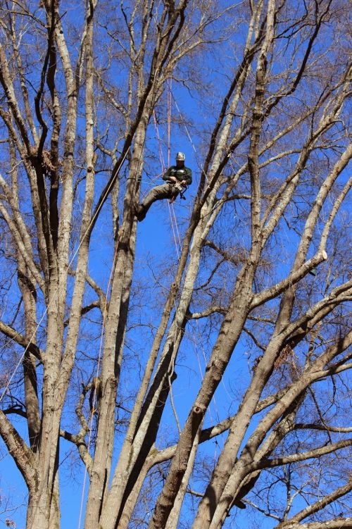  alt='Top notch firm that specializes in tree care, not removal. Yes, you will pay for a consultation but wouldn’t you rather pay'