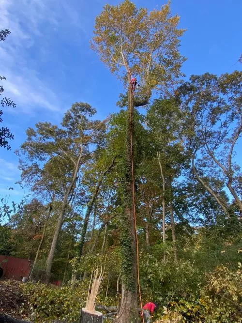 Greg and his team did an amazing job trimming and clearing out dead trees and overgrown weeds and kudzu from my front, back