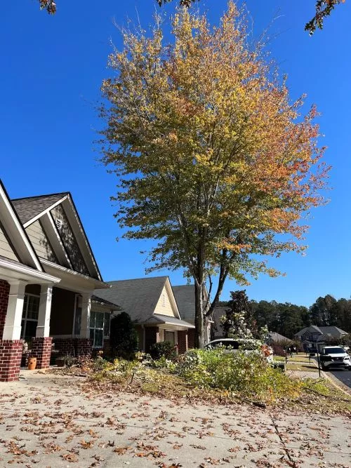 Thank you for exceptional service ! I couldn’t believe how clean the area was after one tree down and some trimming – even