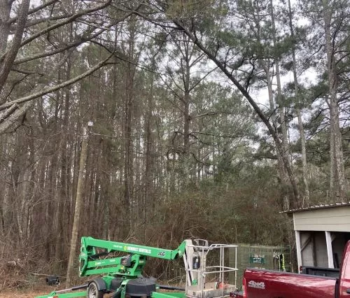 They were efficient, courteous, and conscientious when they cleaned up. Our tree has never looked better