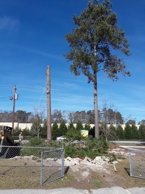 Mike and Robert came and removed 3 large pine trees for us today. ,even though it was raining like crazy they got it done