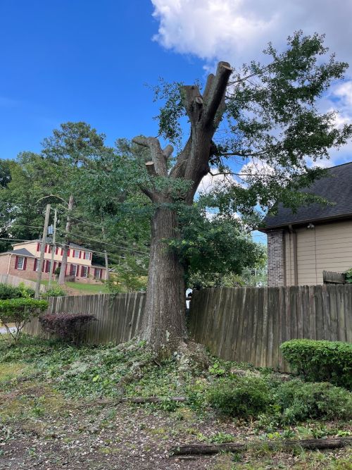  alt='This company did a great job of removing my tree. It was in a pretty tight space, but they took it down without a hitch'