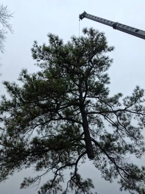 I have used Premier Tree Solutions twice now and they are the most professional and punctual team